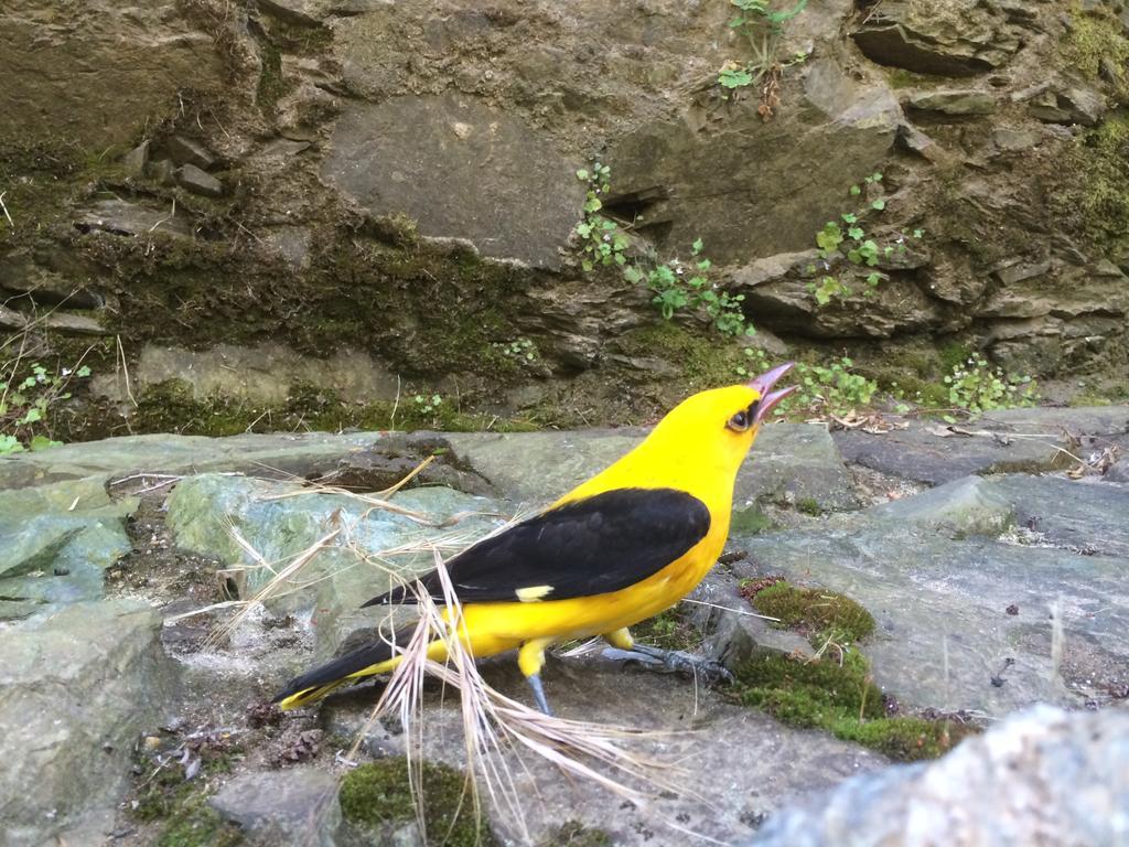 Affittacamere Moinho Da Ponte Velha Bragança Esterno foto